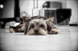 FurDoos Dog Spaw
