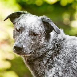 Paws In Frame Pet Photography