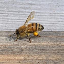 West Coast Bee Supply