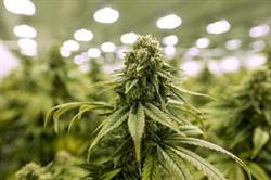 L'Eagle Dreams Marijuana Dispensary