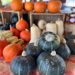 Le Potager d'Émylou