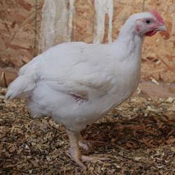 Newsat Farms