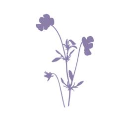 Wildflower Health & Wellness