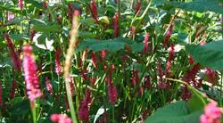 WildThings Plant Farm