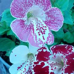 Patti's Greenhouse