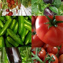 Skyline Greenhouse
