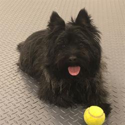 Healing Heeling Paws