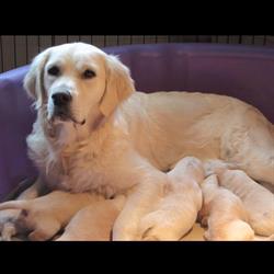 Freelin Kennels