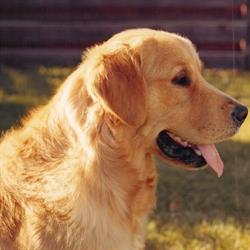 Midas Golden Retrievers