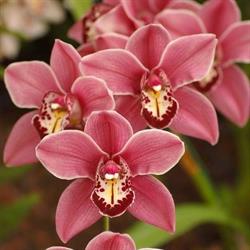 Orchid Bar & Grill