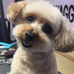 Waggie Tail Parlour