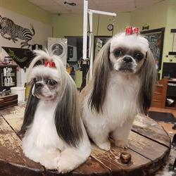 Doggie Styles Pet Pampering