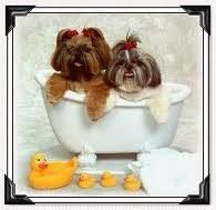 Furtopia Dog Grooming