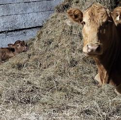 Ferme Diane R et Victor Blais