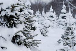 Pillar N Pines