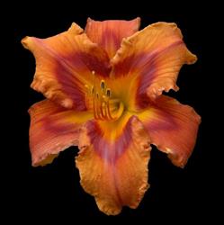 Dynamic Daylilies Inc.