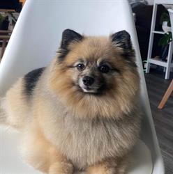 Lydia's Dog Grooming and Show Handling