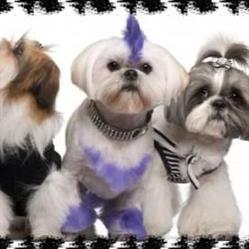 The Barking Lot Grooming Services