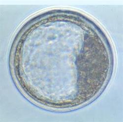 Services vétérinaires Embryotech inc.