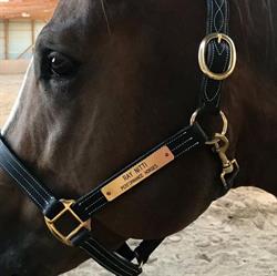 Ray Nitti Performance Horses