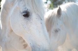 Horse Wisdom Farm