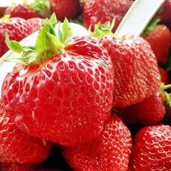 Fraisière Bourque