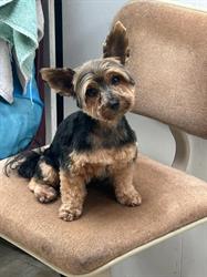 Pet Grooming Express