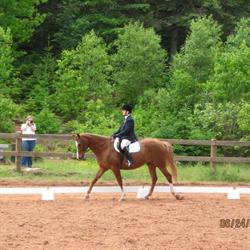 Central Nova Horse and Pony