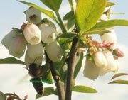 Pacific Northwest Berries and Bees