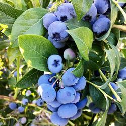 Doremi Blueberry Farm