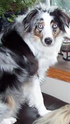 D-Tails Dog Grooming