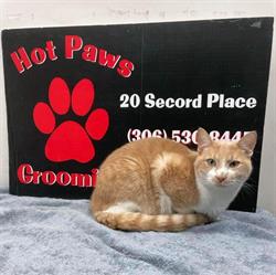 Hot Paws Grooming Salon