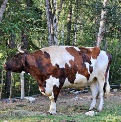 Twin Heart Animal Sanctuary