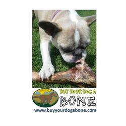 Buy Your Dog A Bone