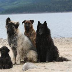 Dogsense Obedience & Kennels