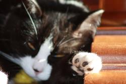 Fur Balls Pet Care