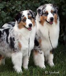 Terwin Aussies