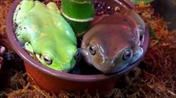 Mid Island Fish and Reptiles
