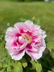 Fredericton Botanic Garden