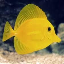 Living Aquarium