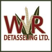 WR Detasseling