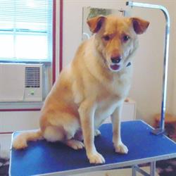 Woof! Dog Grooming Studio