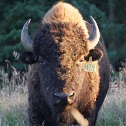 Thunder Ridge Bison Company