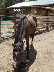Land O'Lakes Rescue Petting Farm
