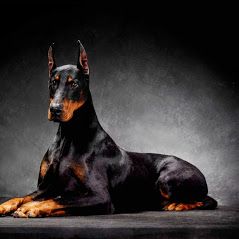 Vellore Woods Veterinary Clinic