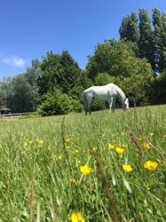 Old Southlands Stables
