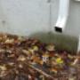 Missing downspout extensions Water must be moved 5 - 6 feet min from the foundation to keep water away from the house foundation which can cause wet basements. Missing downspout extensions Water must be moved 5 - 6 feet min from the foundation to keep water away from the house foundation which can cause wet basements.