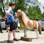Entraînement au clicker avec un cheval miniature Entraînement au clicker avec un cheval miniature