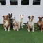 Our play groups are determined by your pets size and play style. They are 100% supervised to ensure fun and safe play for all. Our play groups are determined by your pets size and play style. They are 100% supervised to ensure fun and safe play for all.