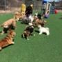 Our play groups are determined by your pets size and play style. They are 100% supervised to ensure fun and safe play for all. Our play groups are determined by your pets size and play style. They are 100% supervised to ensure fun and safe play for all.